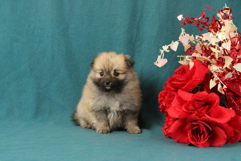puppy, for, sale, Pomeranian, Matthew B. Stoltzfus, dog, breeder, Gap, PA, dog-breeder, puppy-for-sale, forsale, nearby, find, puppyfind, locator, puppylocator, aca